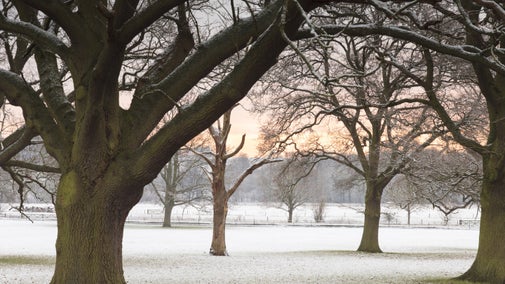 A winter scene at Wimpole with a morning sunrise, frosty trees and grass